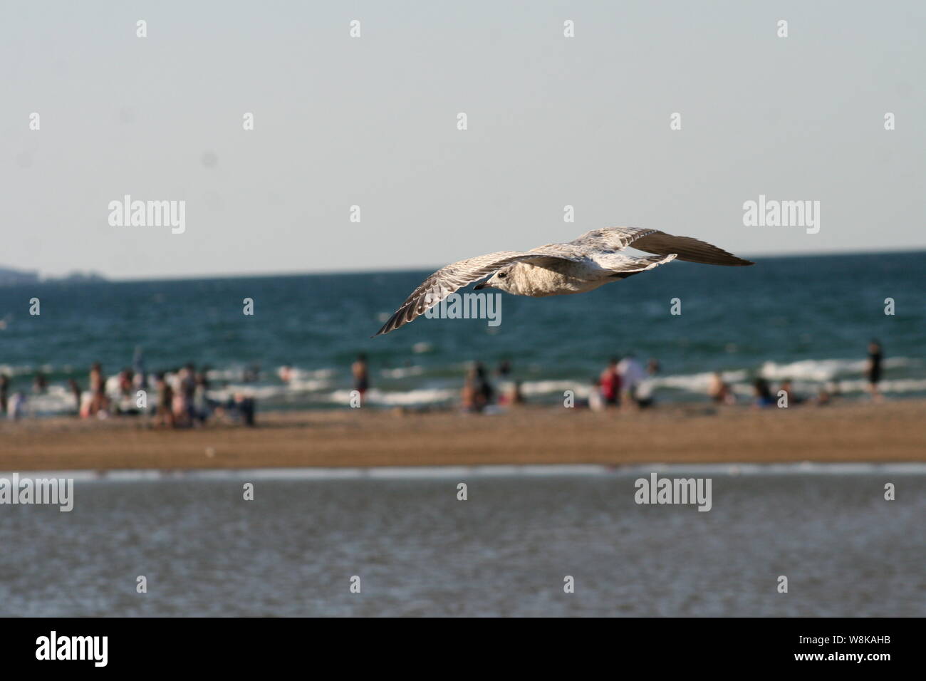 Hochfliegende über den Strand Stockfoto