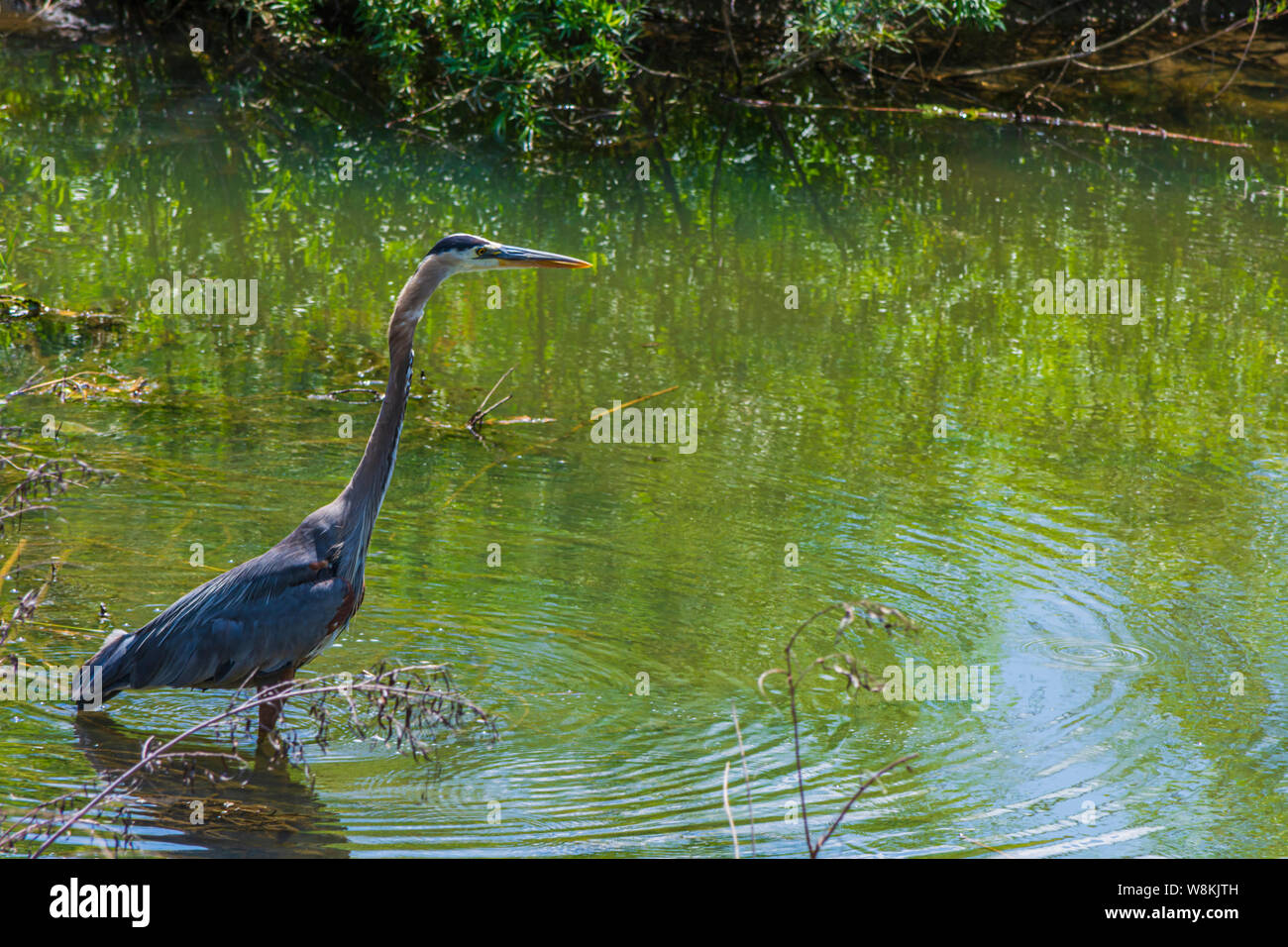 Great Blue Heron auf der Jagd nach kleinen Fischen im Spätsommer an der East Plum Creek, Castle Rock Colorado USA. Foto im August getroffen. Stockfoto