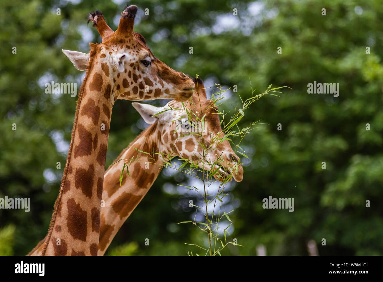La Girafe (FR) / Giraffe (eng) Stockfoto