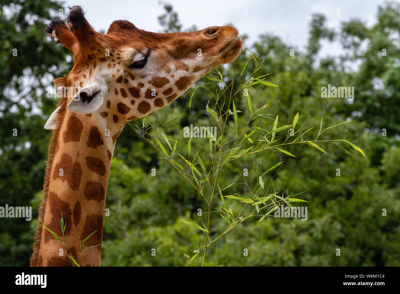 La Girafe (FR) / Giraffe (eng) Stockfoto
