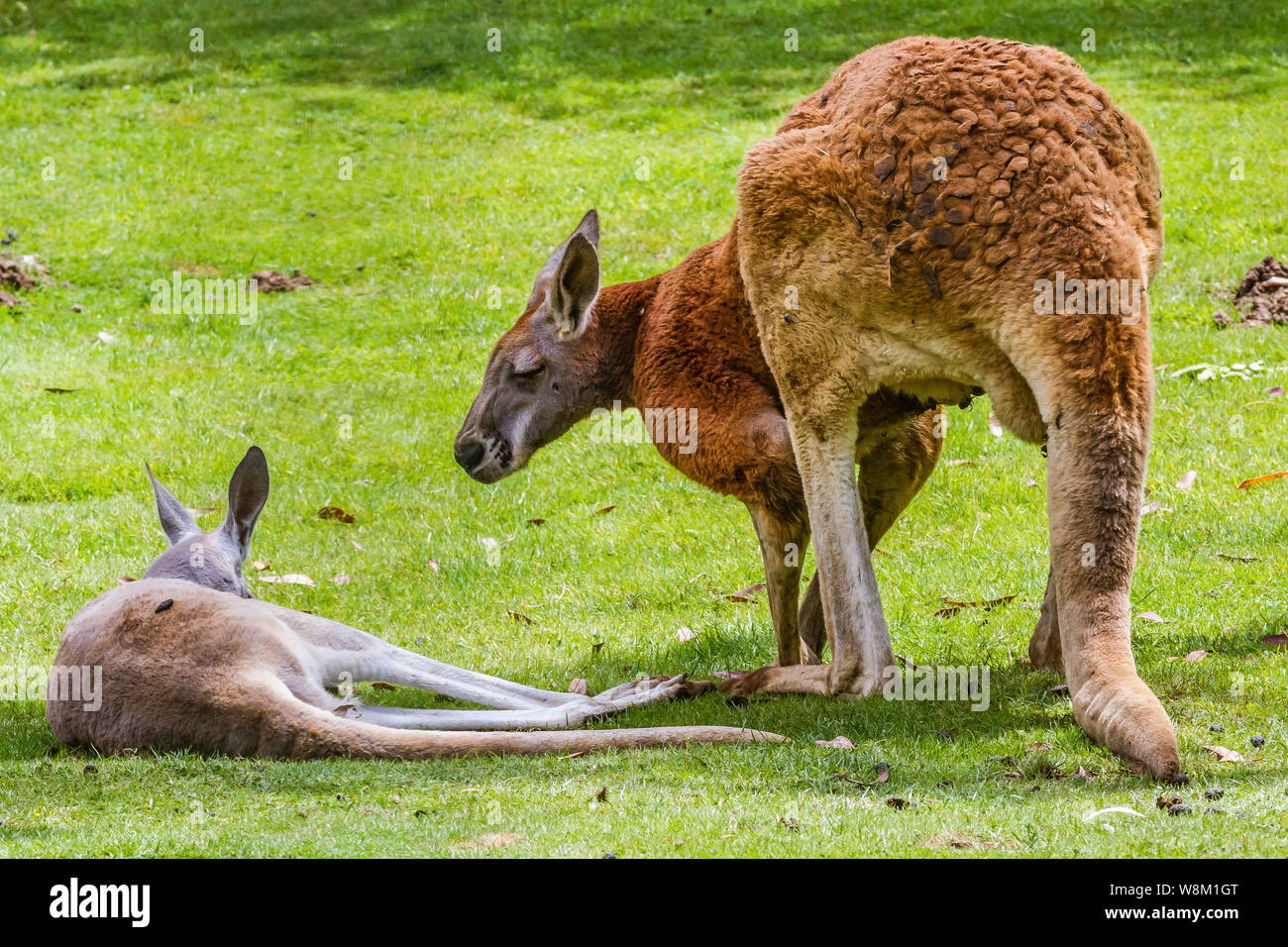 Kangourou Roux (FR) – Rotes Känguru (DE) Stockfoto
