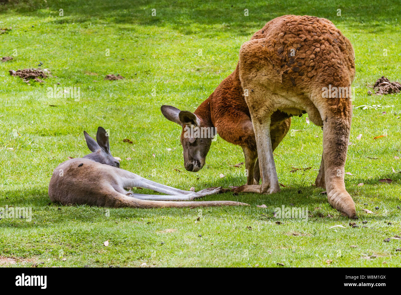 Kangourou Roux (FR) – Rotes Känguru (DE) Stockfoto
