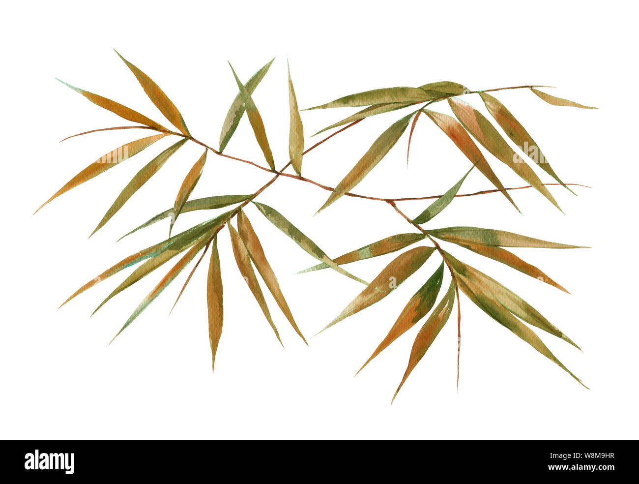 Watercolor illustration Malerei von Bambus Blätter, auf weißem Hintergrund Stockfoto