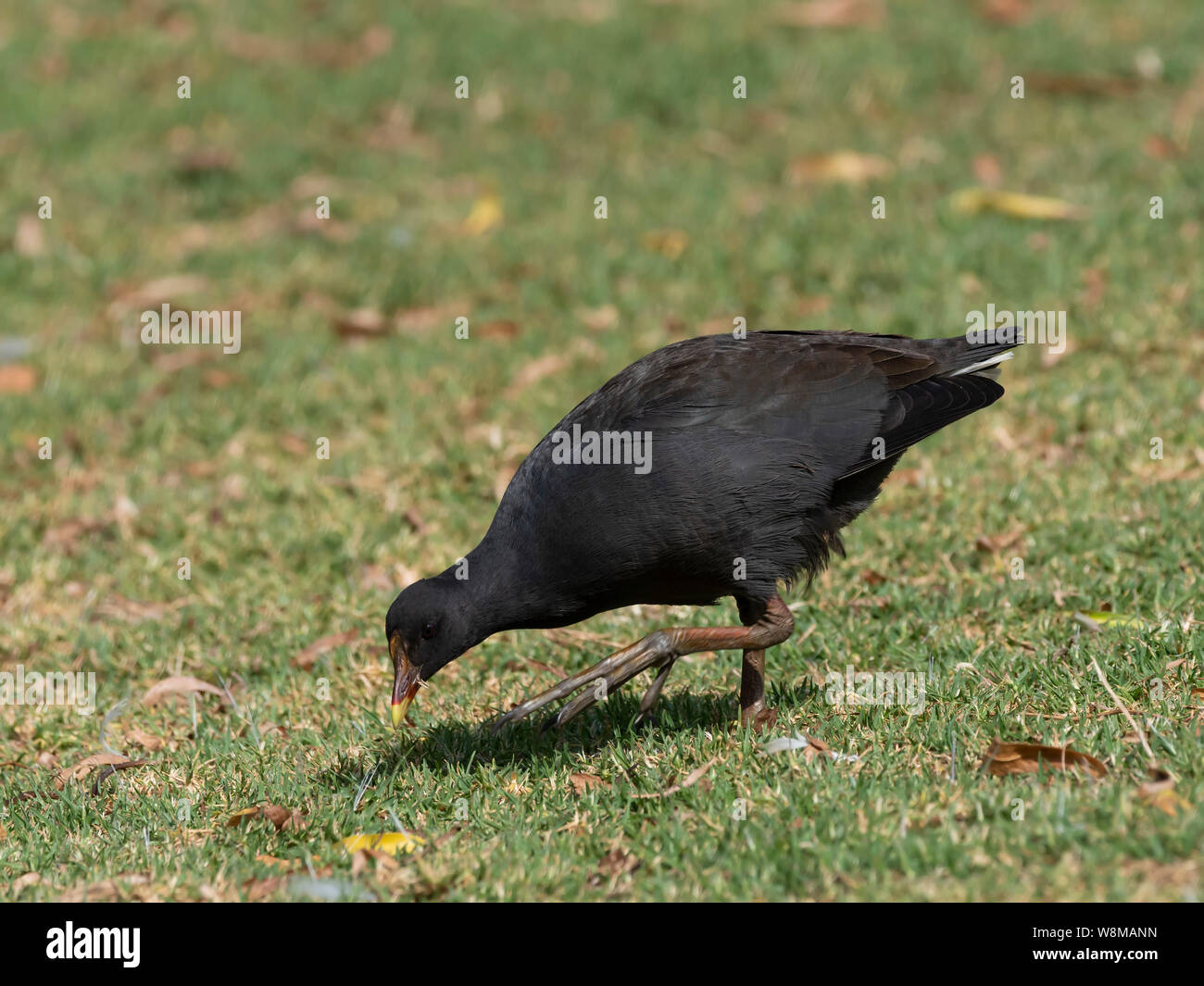 Dusky Sumpfhuhn (Gallinula tenebrosa Tenebrosa) Race''. Stockfoto