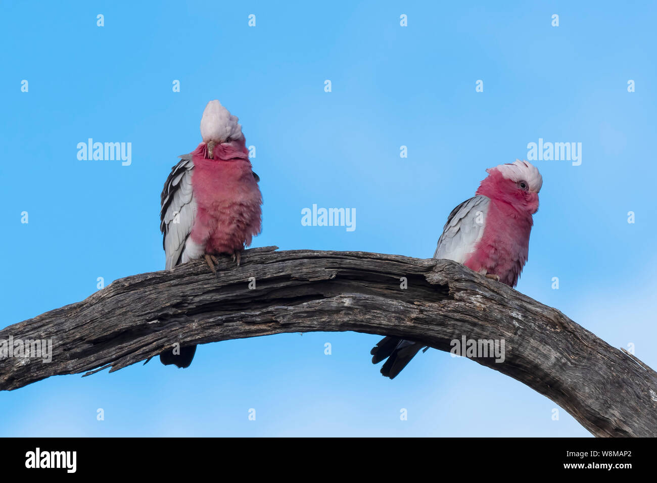 Galah (Eolophus roseicapilla) Rasse' albiceps'. AKA rosa und grauen Kakadu Stockfoto