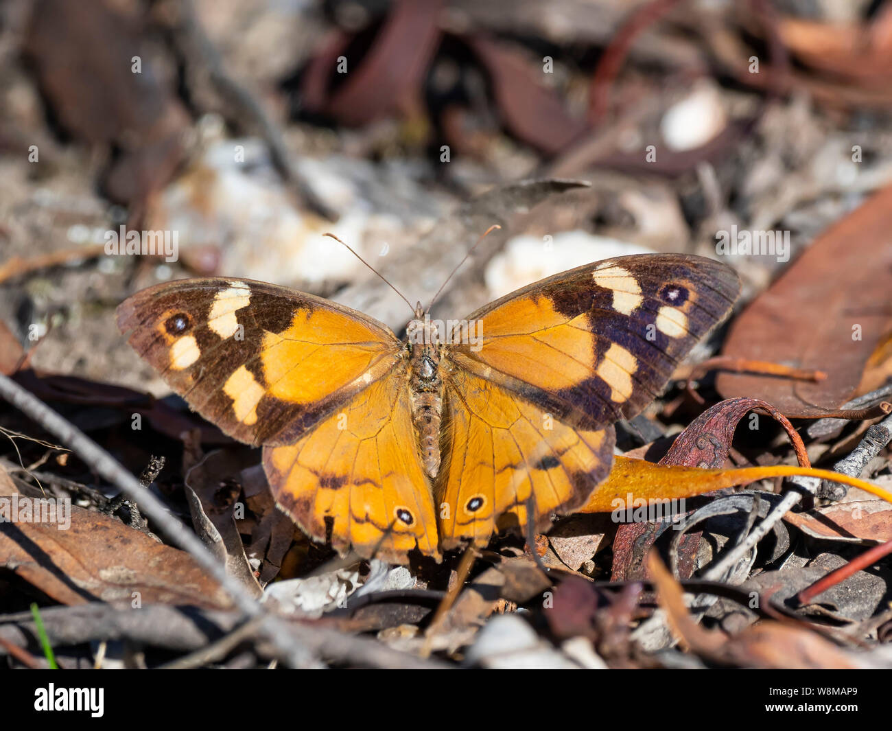 Gemeinsame braune Schmetterling (Heteronympha merope) Stockfoto