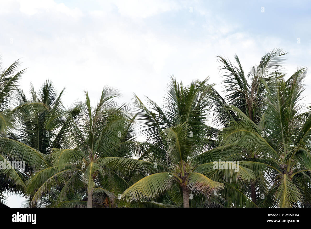 Palmen auf dem Hintergrund eines bewölkten Himmel. Tropischen Hintergrund Stockfoto