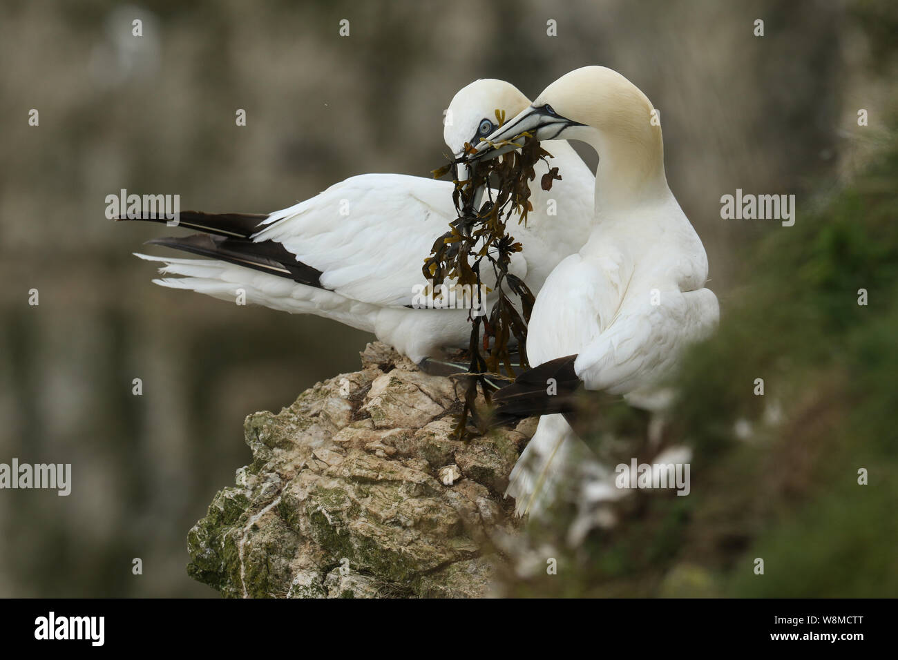 Zwei prächtige Gannett, Morus bassanus, stehen am Rand einer Klippe. Eine der Basstölpel hat in seinem Schnabel Algen. Stockfoto