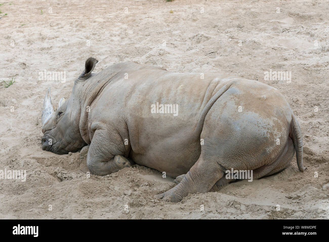 Sumatran rhino ruht. Rhino im Sand. Stockfoto