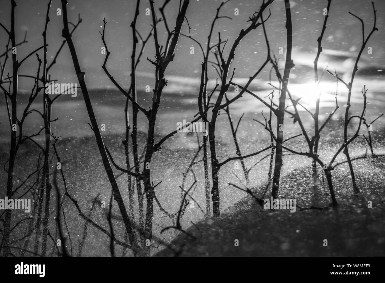 Brillante Winterlandschaft - amazing gefrorene Landschaft auf einem Berg in Bulgarien - lebendige Farben, unberührte Natur - eindrucksvolle Zusammensetzung Stockfoto