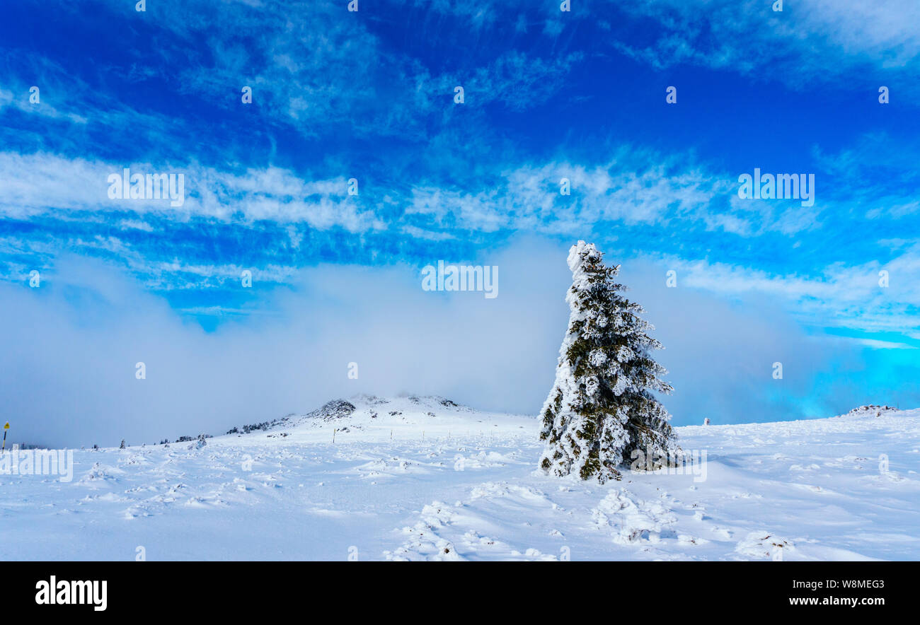 Brillante Winterlandschaft - amazing gefrorene Landschaft auf einem Berg in Bulgarien - lebendige Farben, unberührte Natur - eindrucksvolle Zusammensetzung Stockfoto