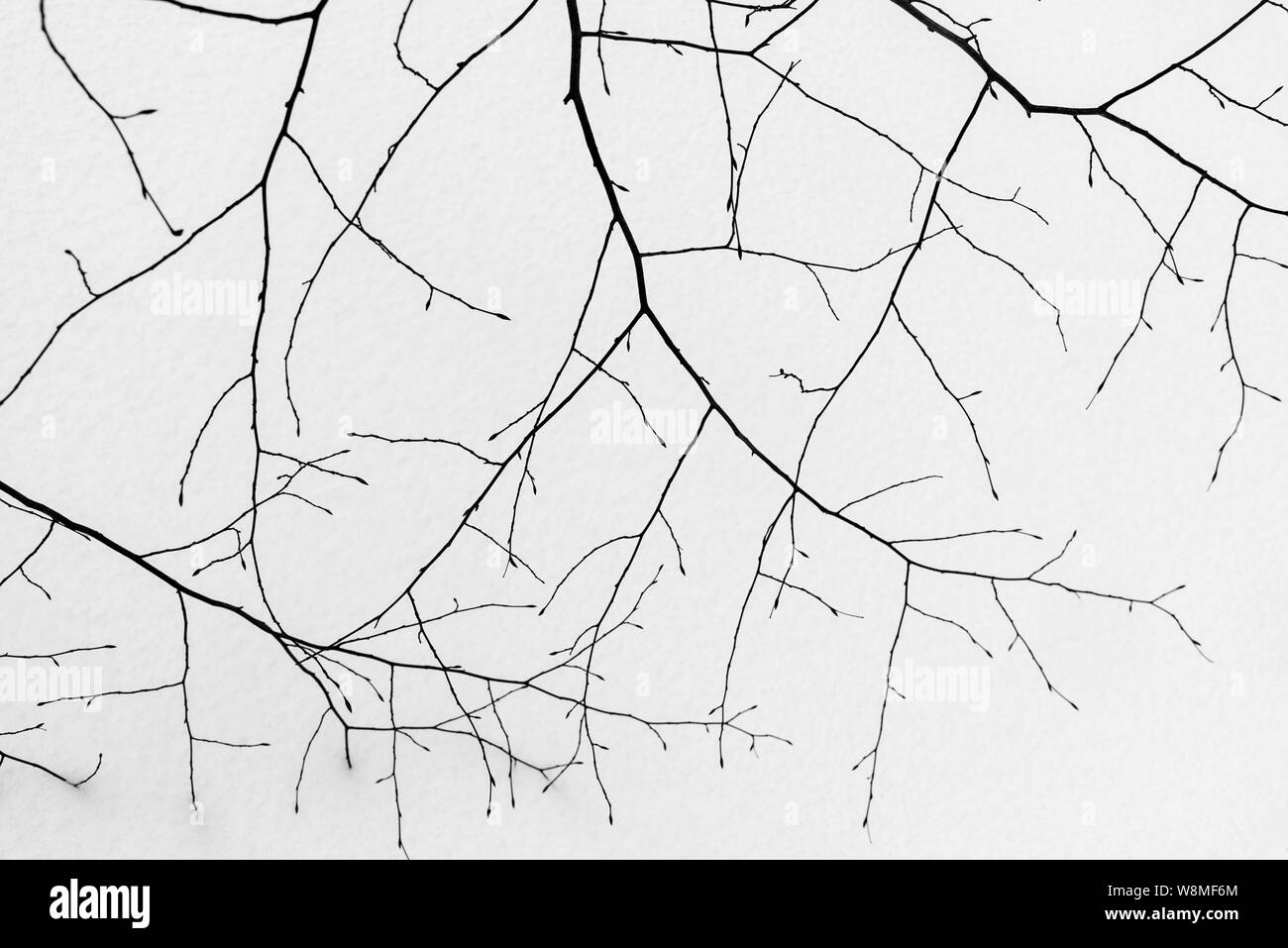 Schönen winter Makro - schonende Frost, die grünen und gelben Pflanzen - tolle saisonale Bild mit schneebedeckten Fühlen und festliche Stimmung. Weihnachten steht vor der Tür! Stockfoto