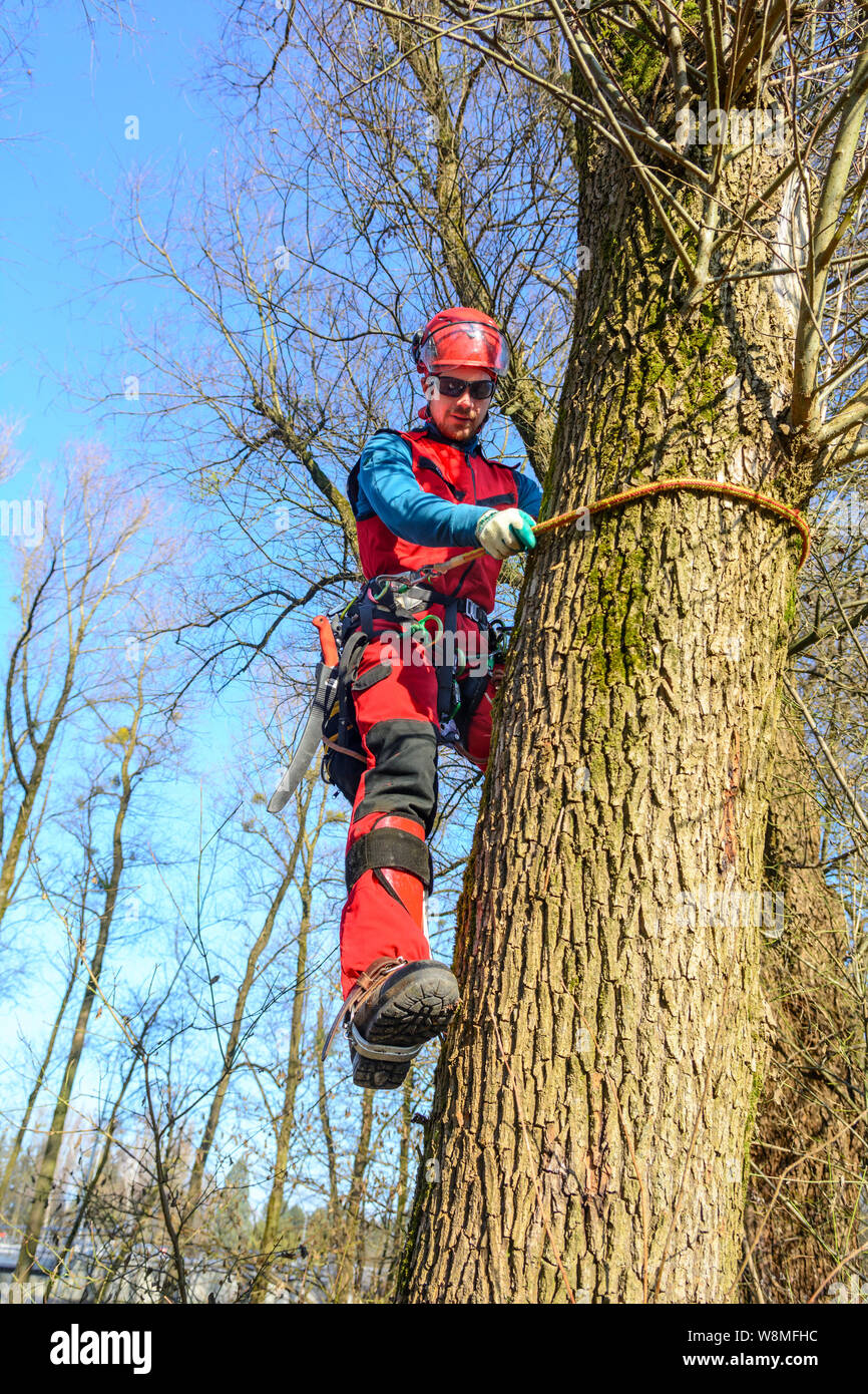 Treeworker Tun seiner schwierigen und anspruchsvollen Job - aufsteigend am Baumstamm Stockfoto