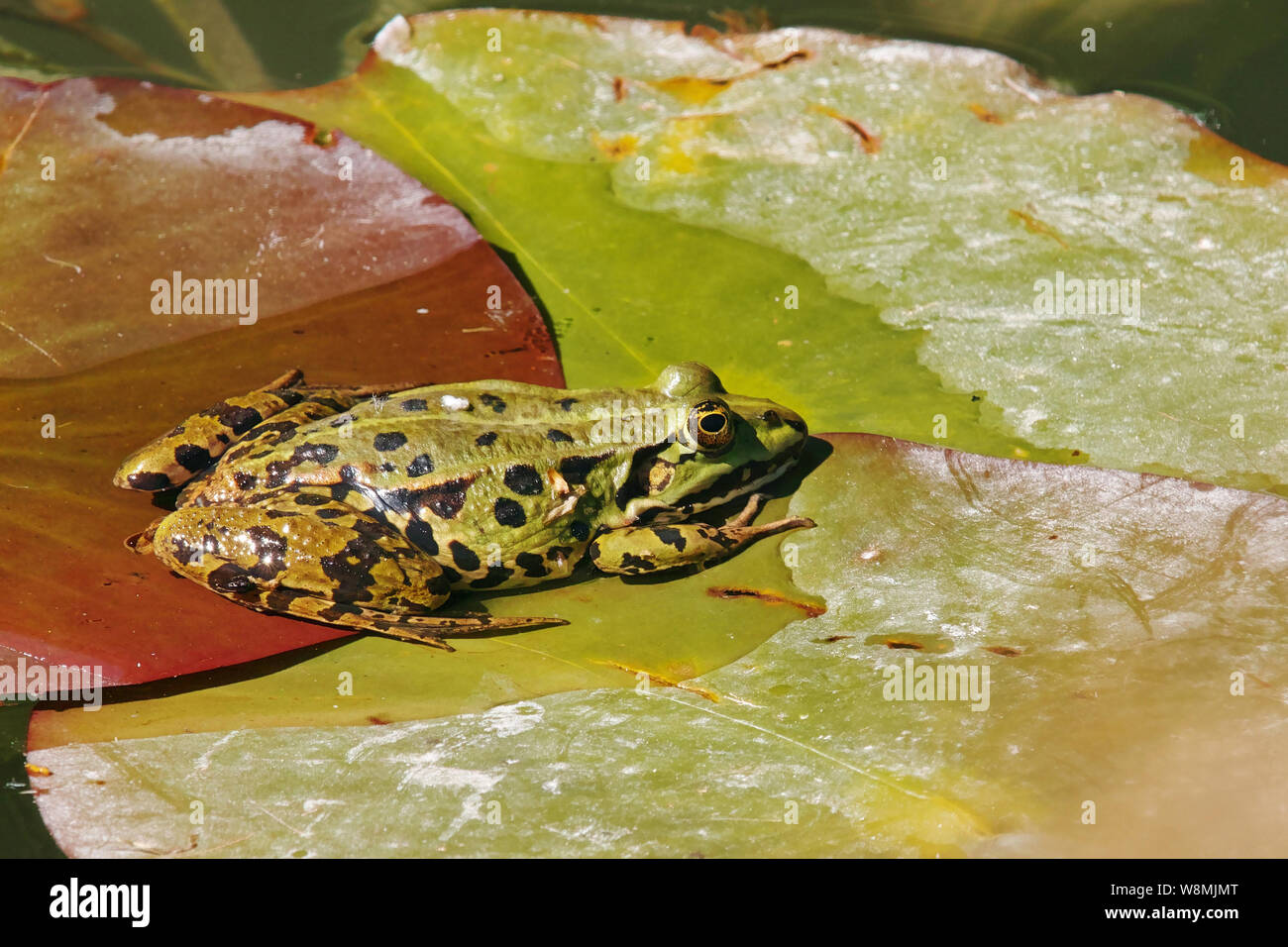 Wasserfrosch, gemeinsame europäische Frosch Stockfoto
