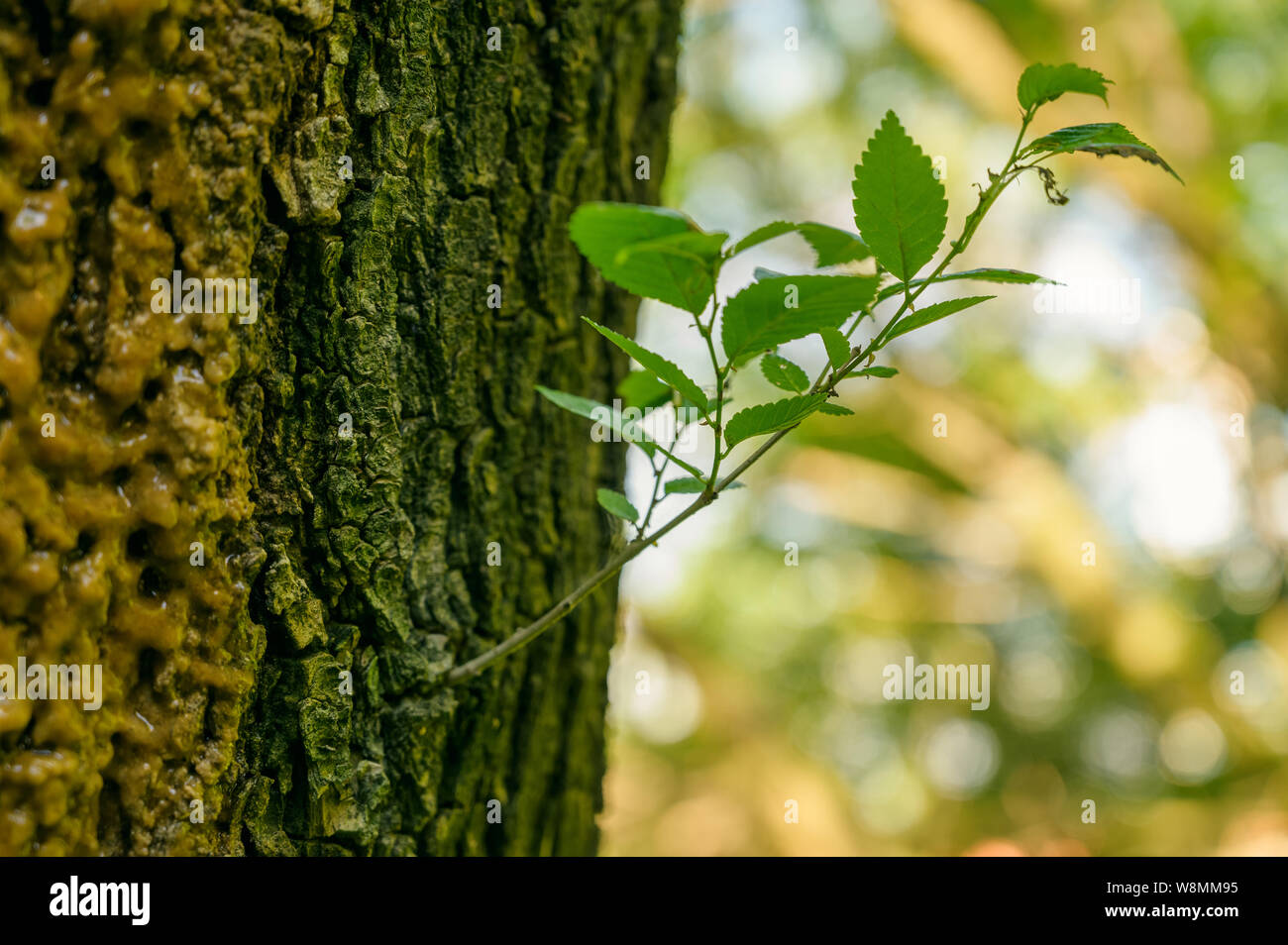 Undichte Saft aus einem beschädigten Baum. Stockfoto