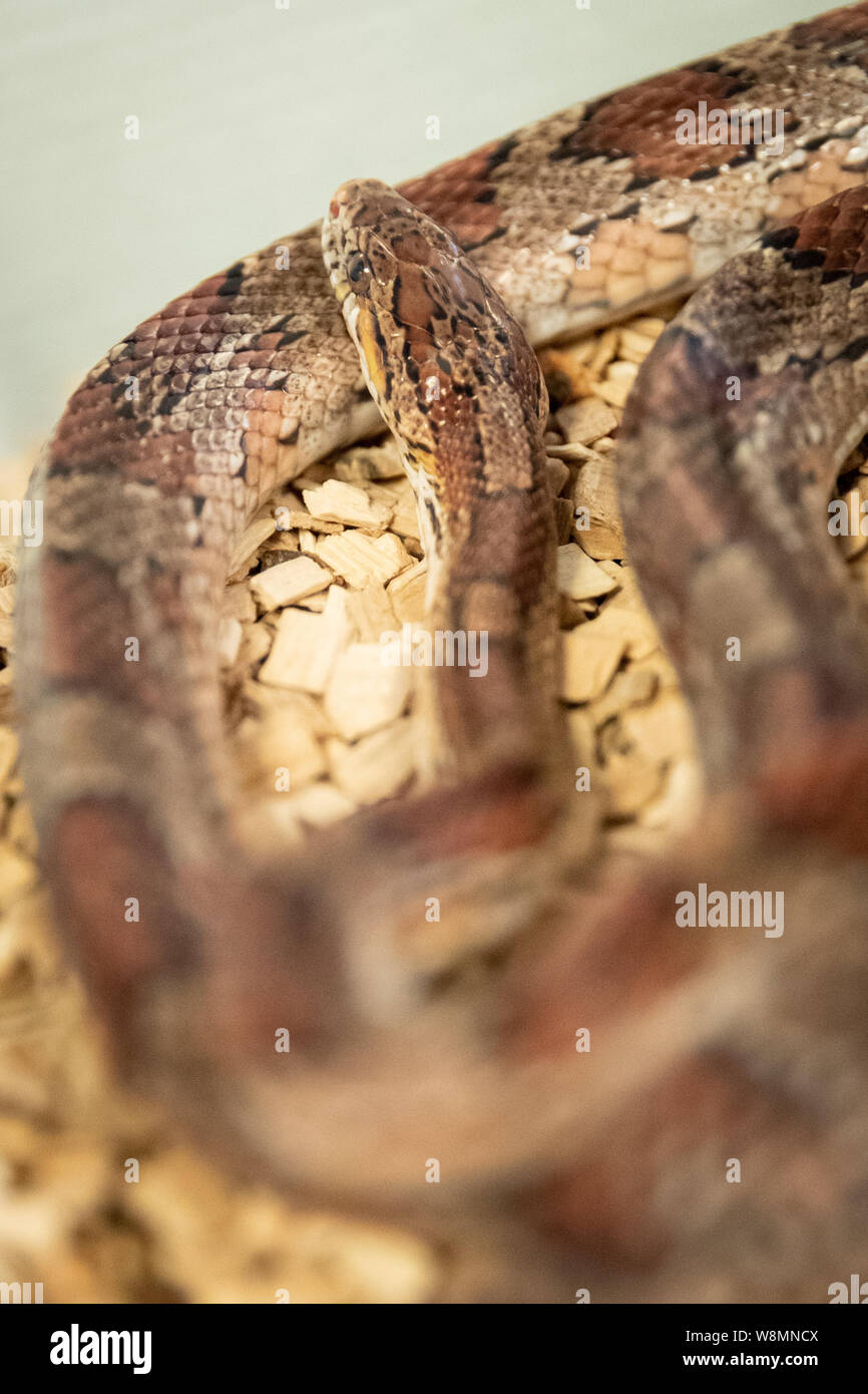 Hamburg, Deutschland. 09 Aug, 2019. Corn snake 'Karla' liegt in einem Käfig im Hamburger Tierheim. Das Tierheim auf Süderstraße hastet nach den Sommerferien. Wurden während der Hamburger Sommerferien, in das Tierheim übernommen hat und nicht mehr von ihren Besitzern abgeholt Insgesamt 190 Haustiere gefunden. Credit: Christian Charisius/dpa/Alamy leben Nachrichten Stockfoto