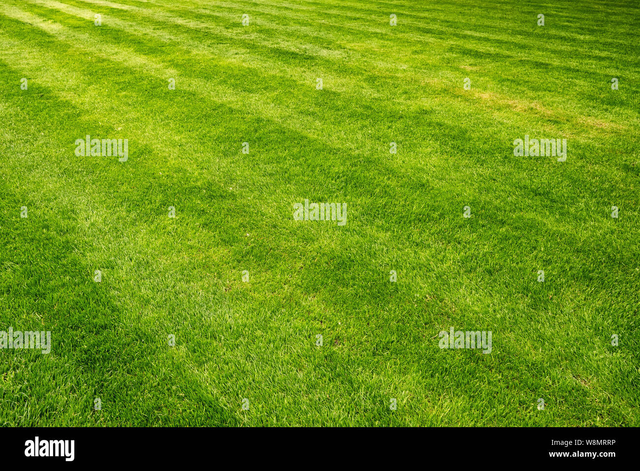 Schönen frischen grünen Rasen Feld Hintergrund close-up Stockfoto