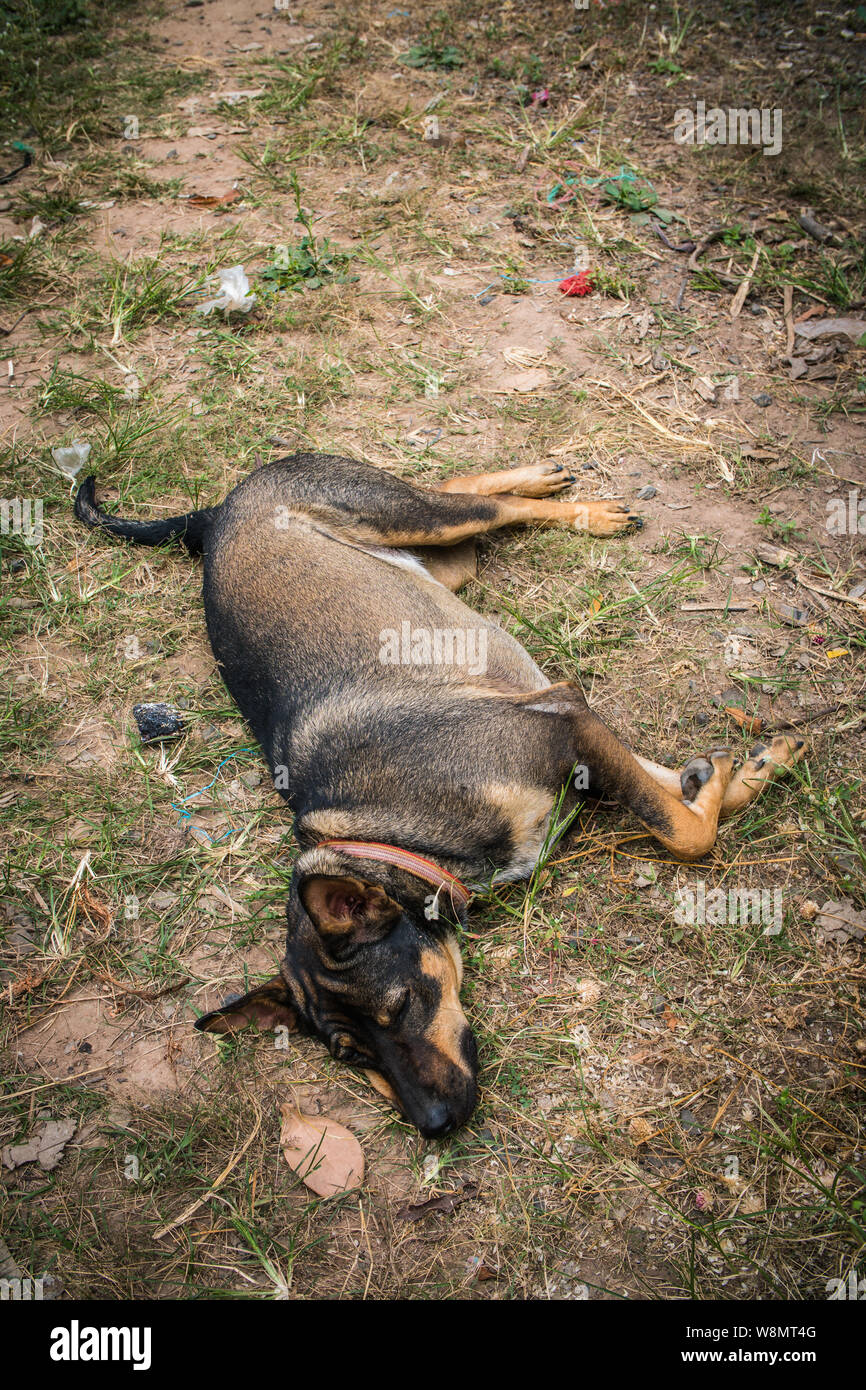 Ein faulenzen Hund liegend im Gras Stockfoto