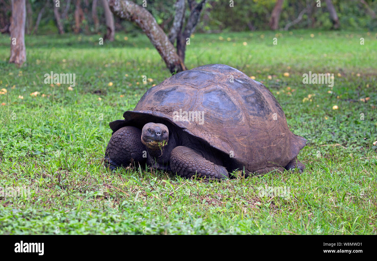 Galapagos Riesenschildkröte closeup Stockfoto