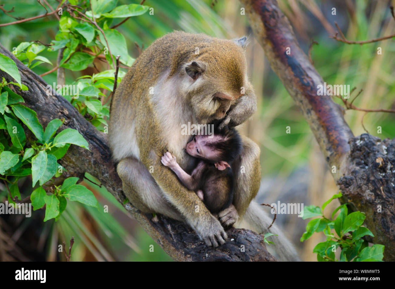 Makaken, Mom Affe sitzt auf einem Baum mit seinem kleinen Kind. Affen sind umarmte. Baby Monkey Stockfoto