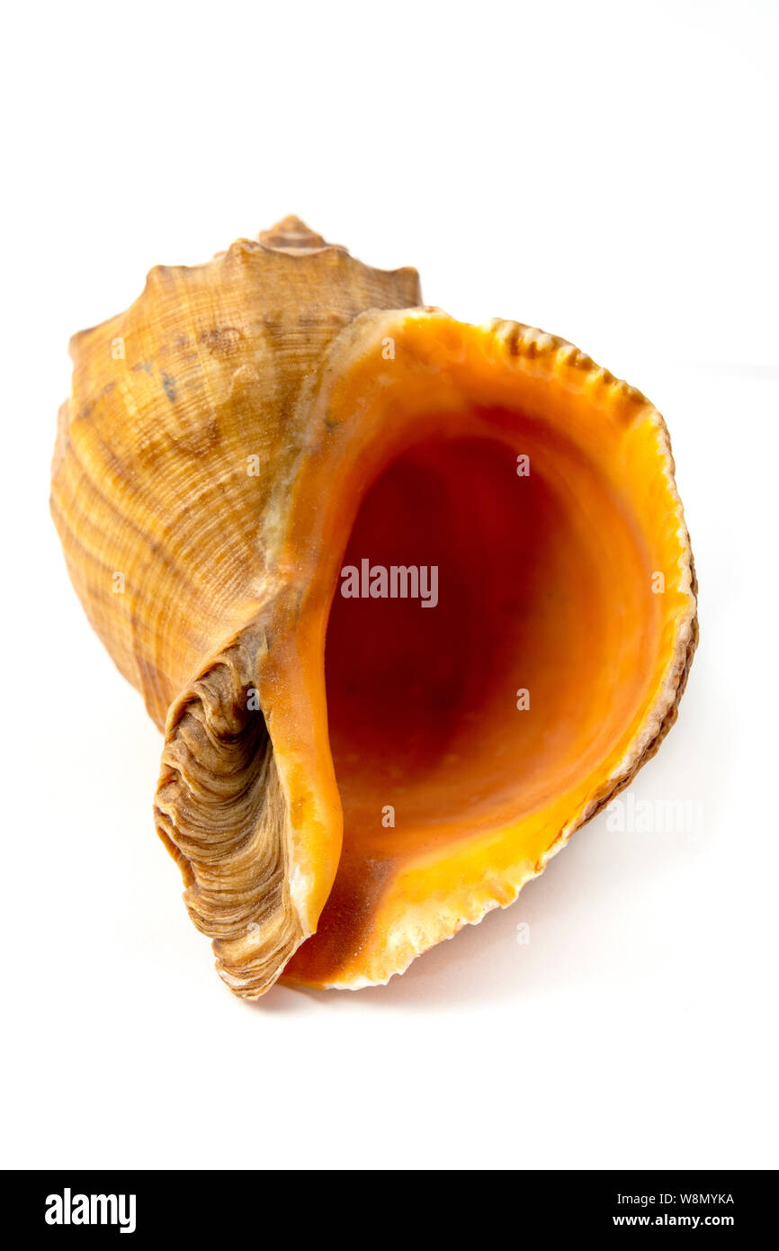 Muschel auf weißem Hintergrund Stockfoto