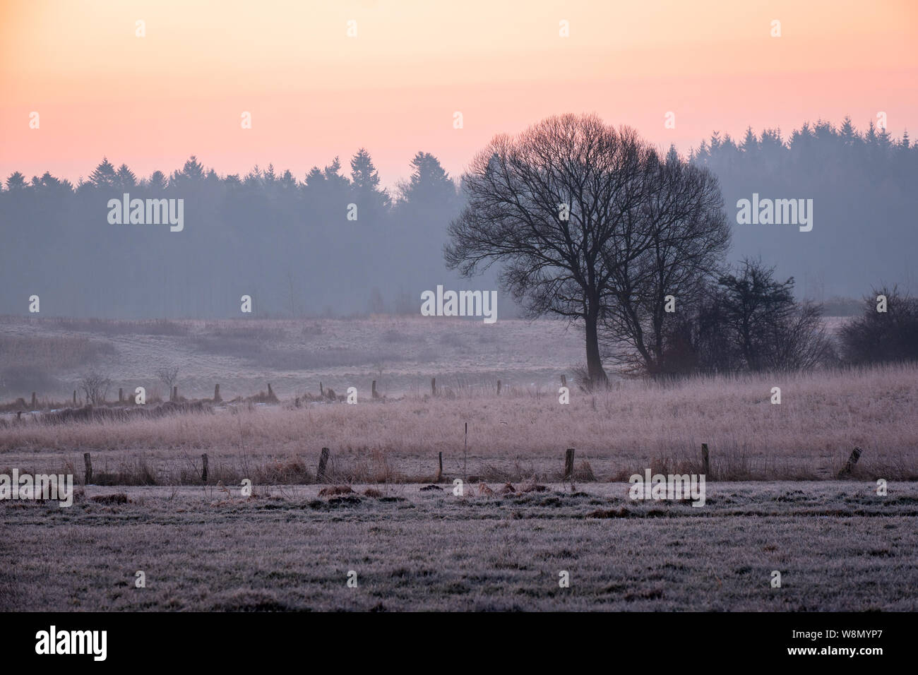 Kahlen Baum in Golden Dawn an einem frostigen Feld vor trüben dunklen Wald, Schleswig-Holstein Stockfoto
