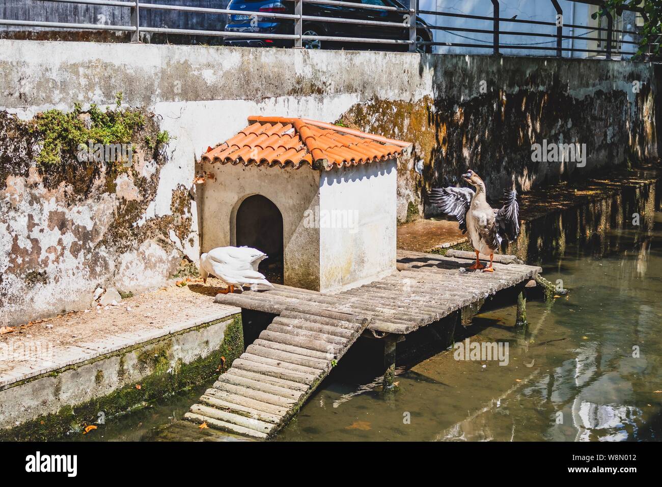 Haus mit ein paar Gans Stockfoto
