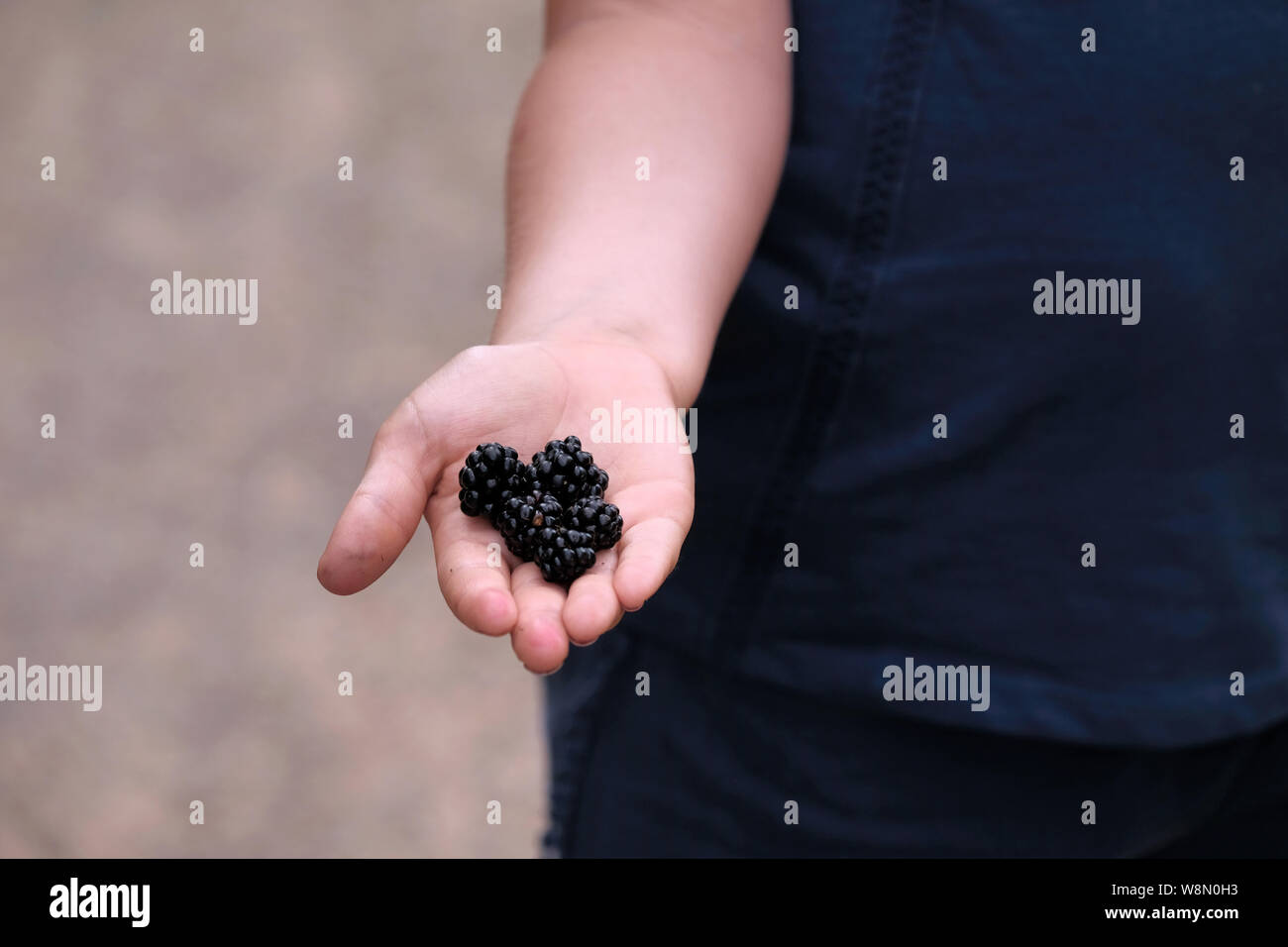 Ein junges Kind hielt ihre Hand. Sie hat vier grosse saftige Brombeeren in der Palme Ihrer Hand, frisch gepflückt, während im Sommer zu Fuß Stockfoto