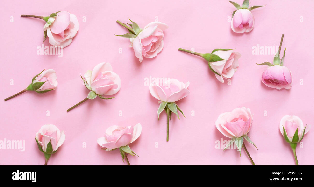 Rosa Rosen in Pastell Papier Hintergrund - Ansicht von oben Stockfoto