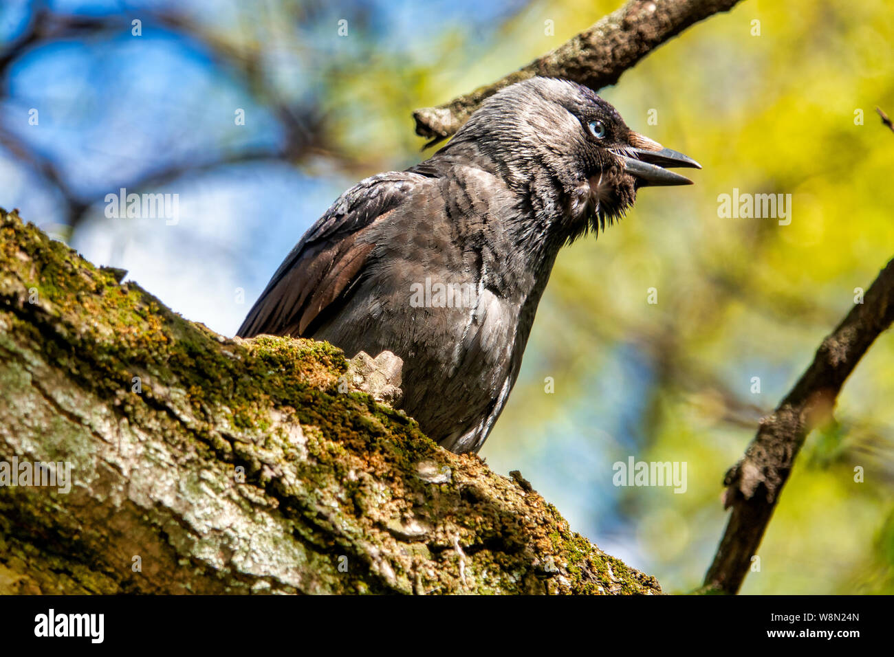 Nahaufnahme eines Jugendlichen Western Dohle (Coloeus monedula) Stockfoto