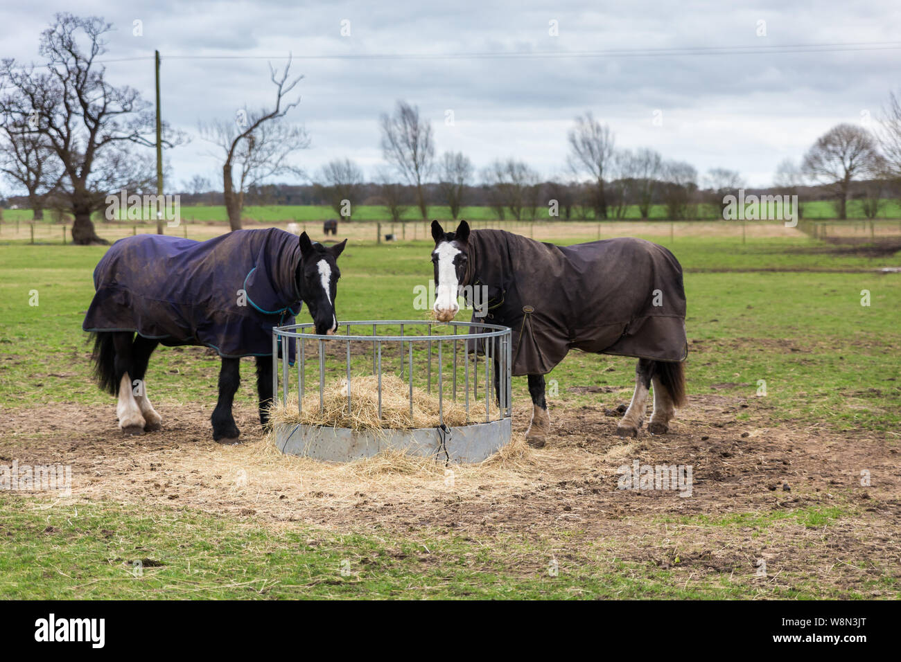 2 Pferde in einem Feld Beweidung, Heu in die Landschaft von Suffolk. Sie schauen in die Kamera und das Tragen von Wappen, um Sie warm zu halten. Stockfoto
