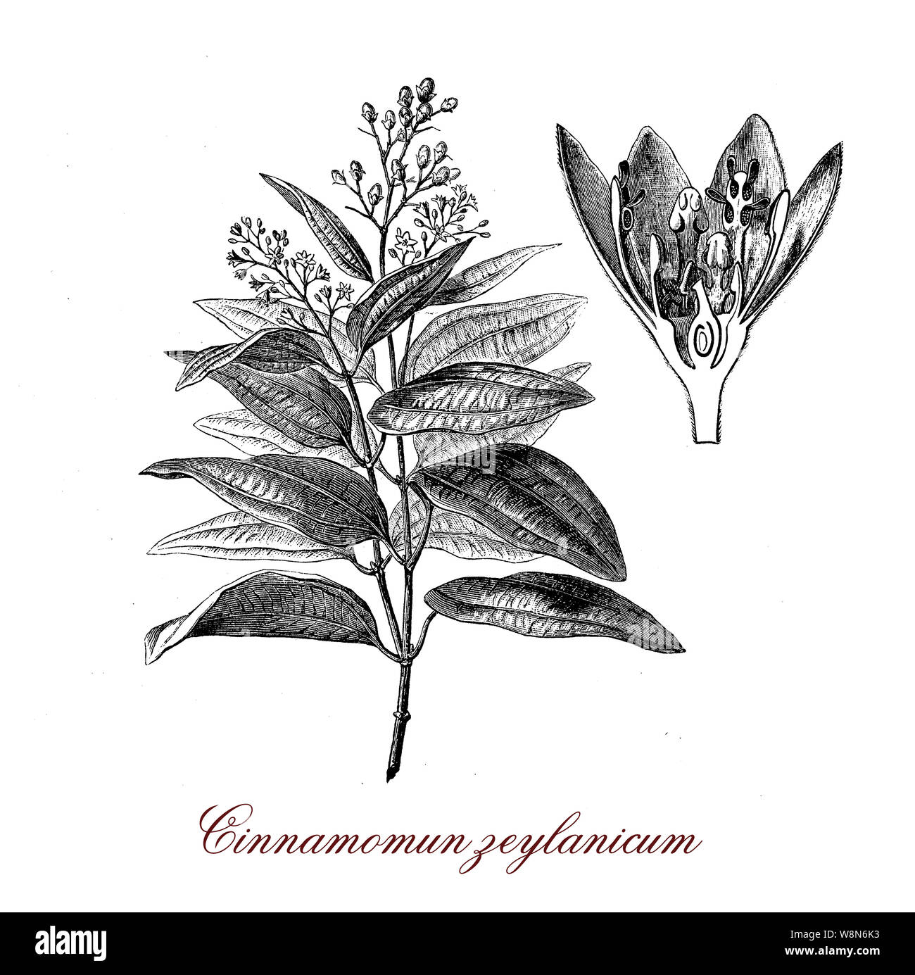 Ceylon cinnamon tree Fotos und Bildmaterial in hoher Auflösung Alamy