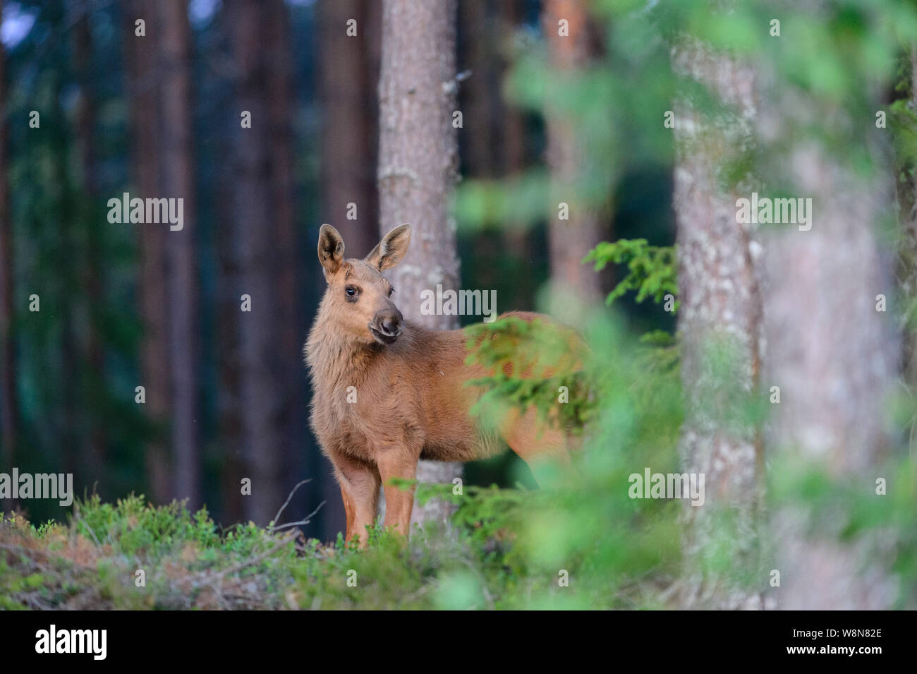 Junge Elch Kalb in einem Wald in Schweden Stockfoto
