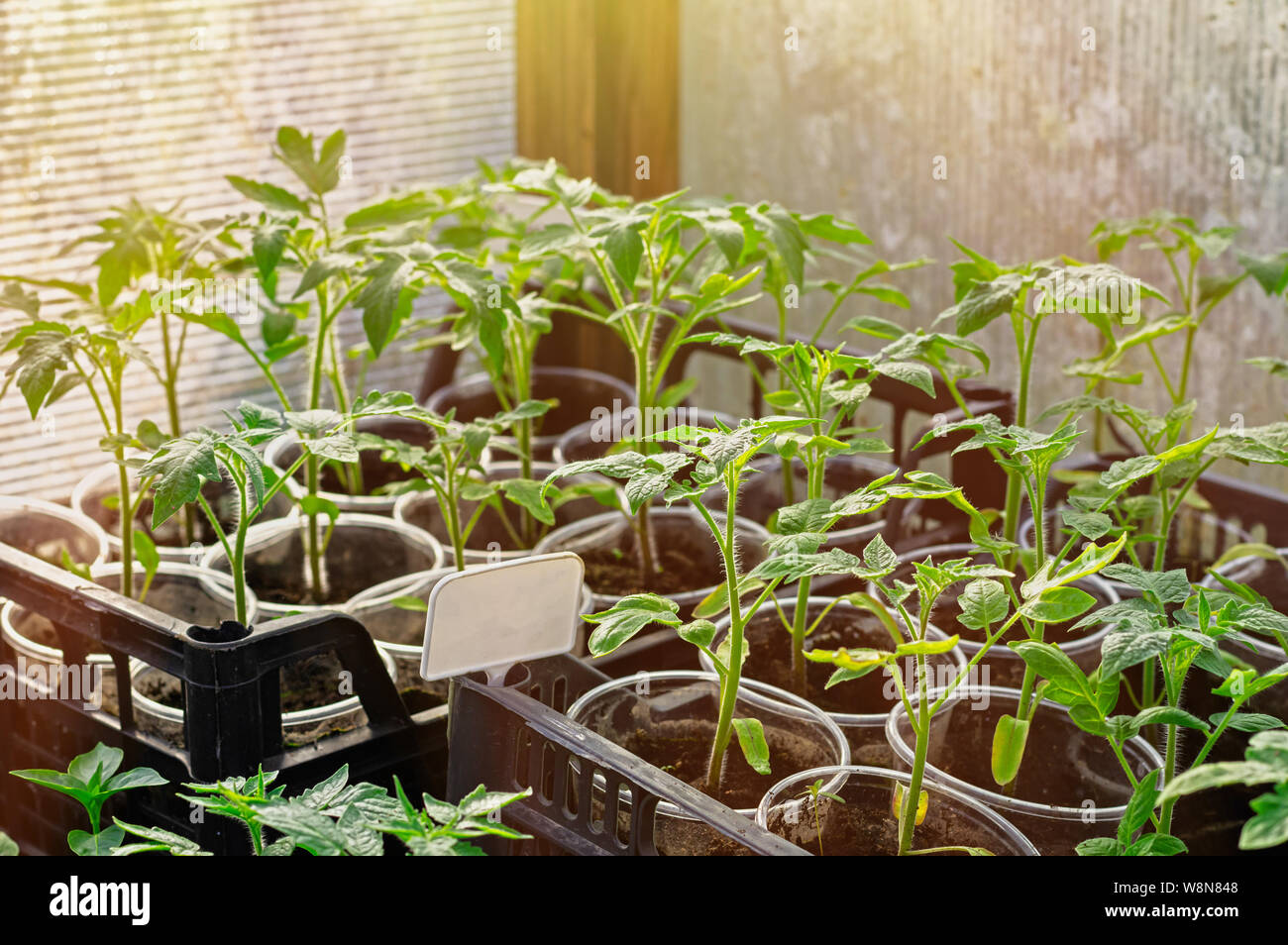 Junge Sämlinge Tomaten in einem Gewächshaus im frühen Frühjahr, Kunststoff Platte für die Beschriftung. Stockfoto
