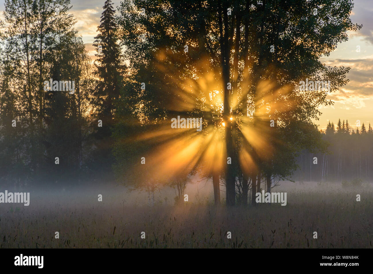 Birke Bäume im Nebel mit Sonne scheint durch die Äste Stockfoto