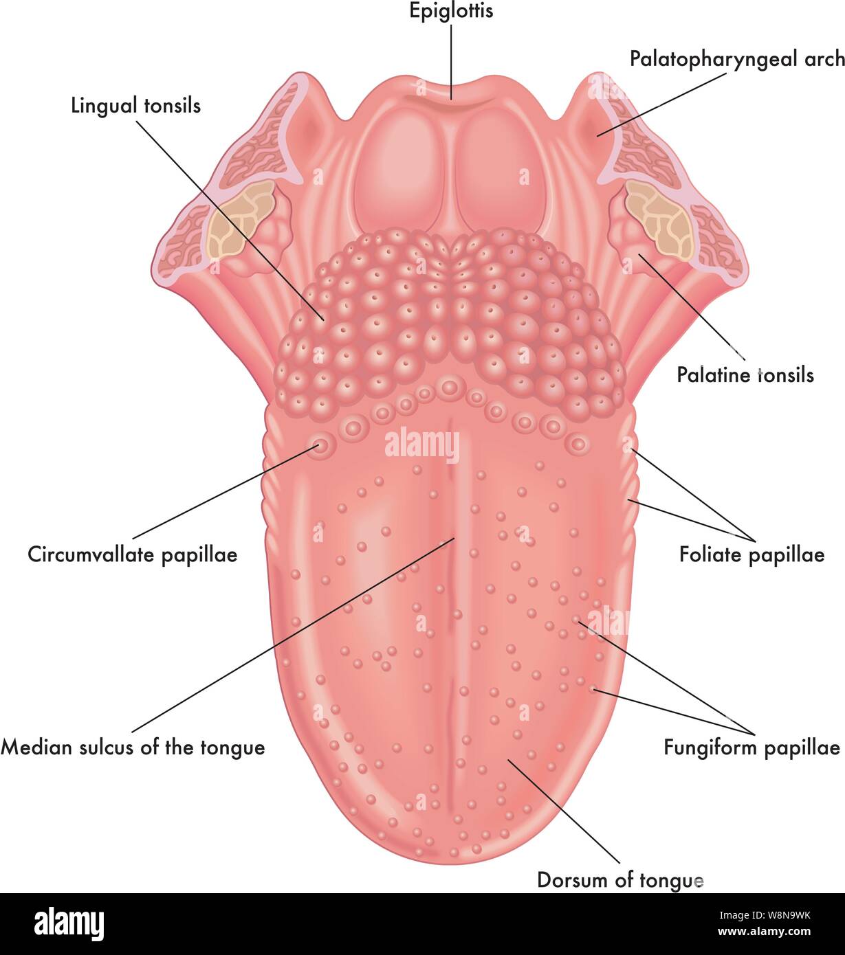 Medizinischen Abbildung der Anatomie der Zunge. Stock Vektor
