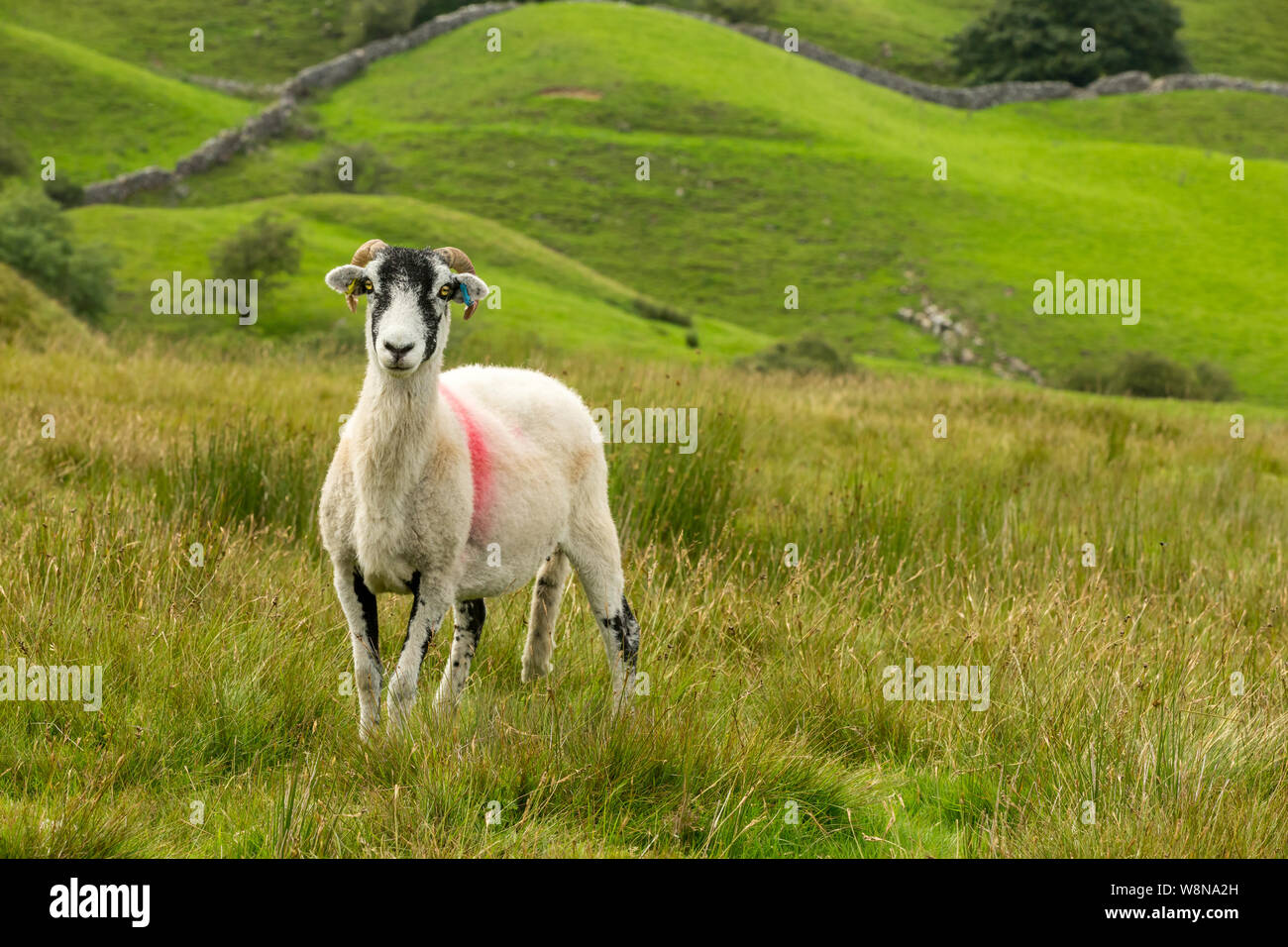 Swaledale Ewe mit geschoren, Fleece, in Fahrtrichtung in schönen Swaledale, Yorkshire Dales, England. Scenic, dales Kulisse mit grünen Feldern. Landschaft Stockfoto