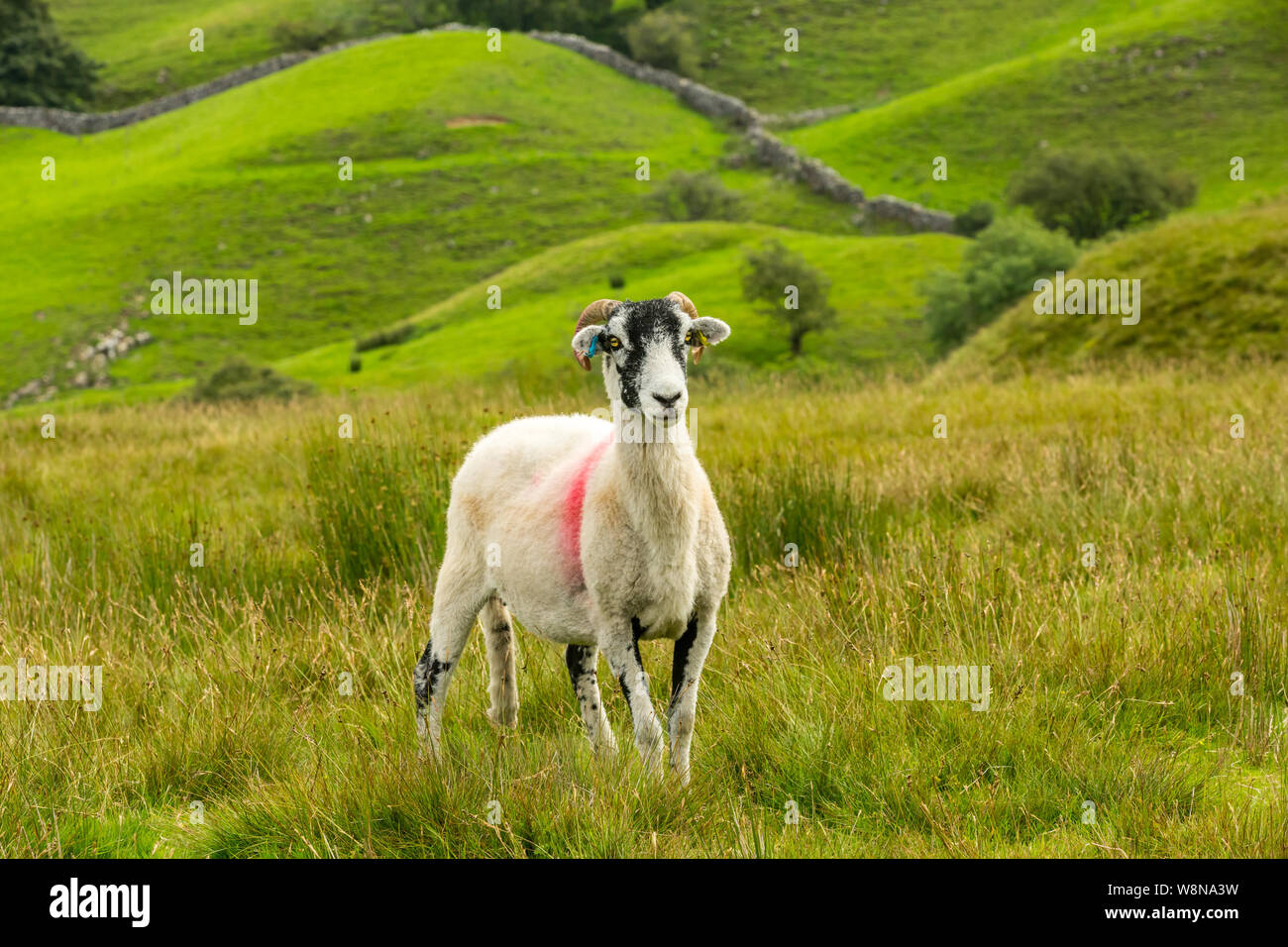 Swaledale Ewe mit geschoren, Fleece, in Fahrtrichtung in schönen Swaledale, Yorkshire Dales, England. Scenic, dales Kulisse mit grünen Feldern. Landschaft Stockfoto