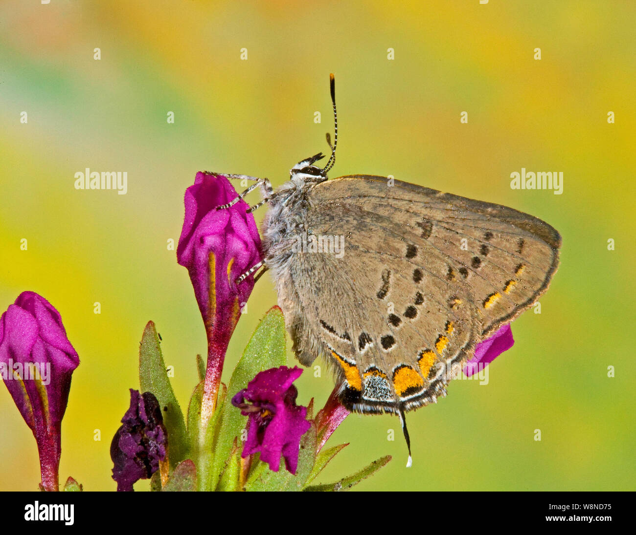 Porträt einer Kalifornien Hairstreak, Satyrium californica, auf einem Wildflower im Oregon Kaskaden Stockfoto