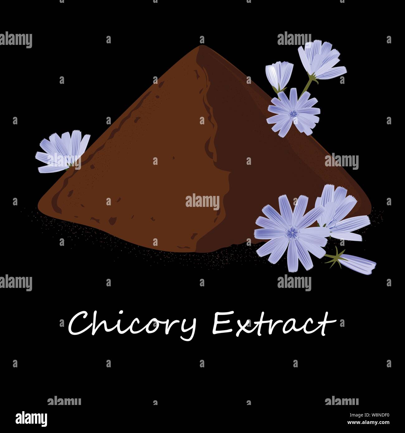 Instant wegwarte Wurzel Pulver, und Frisch geröstete Zichorien Blumen. Natürliche Quelle von Inulin, schwarzer Hintergrund Stock Vektor