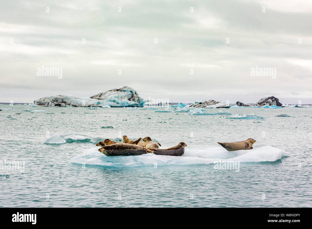 Eine Dichtung entspannen auf einer schwimmenden Eisberg auf dem Gletschersee Jökulsárlón Gletschersee in Island Stockfoto