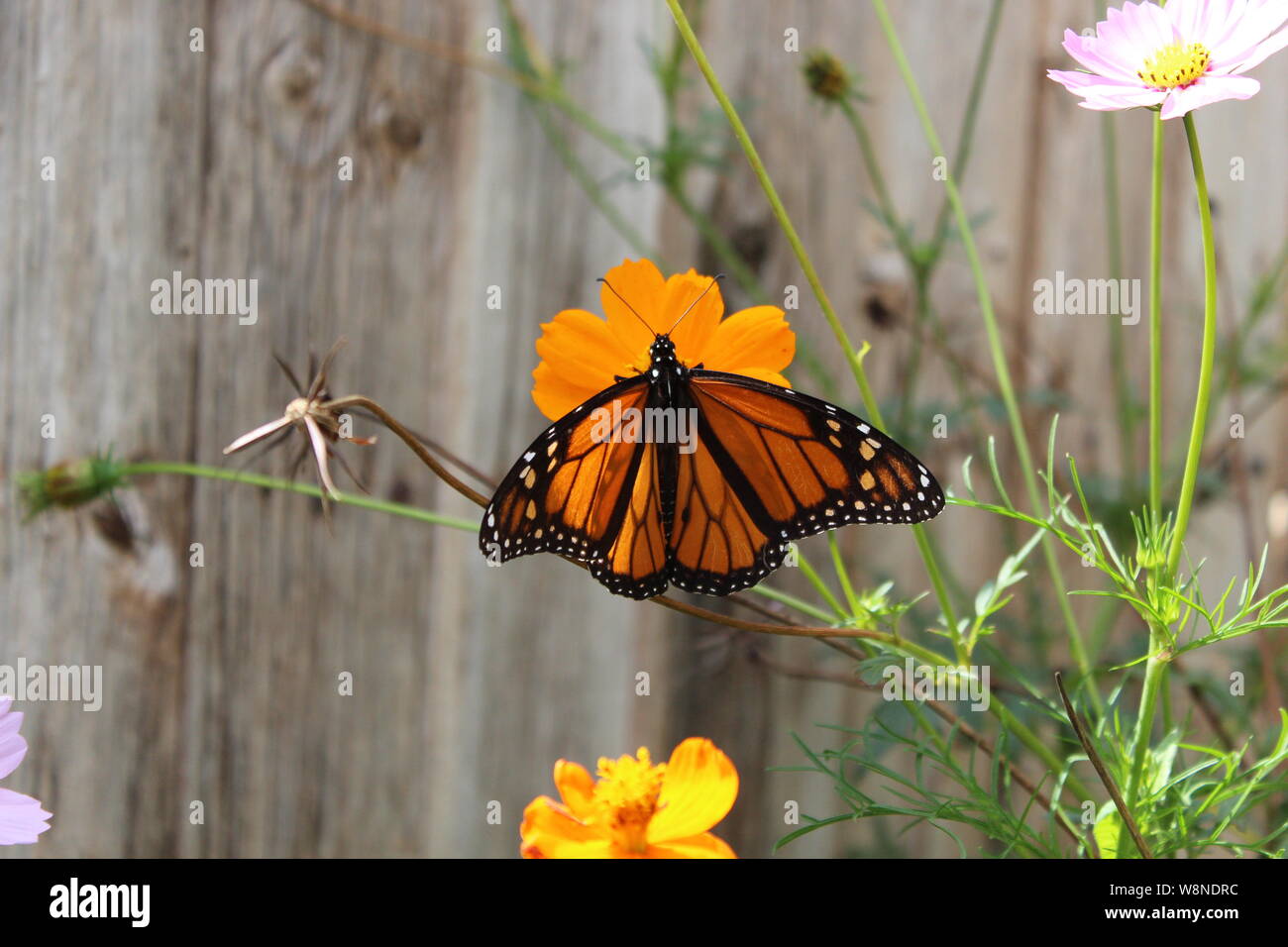 Monarch butterfly im Hinterhof Stockfoto