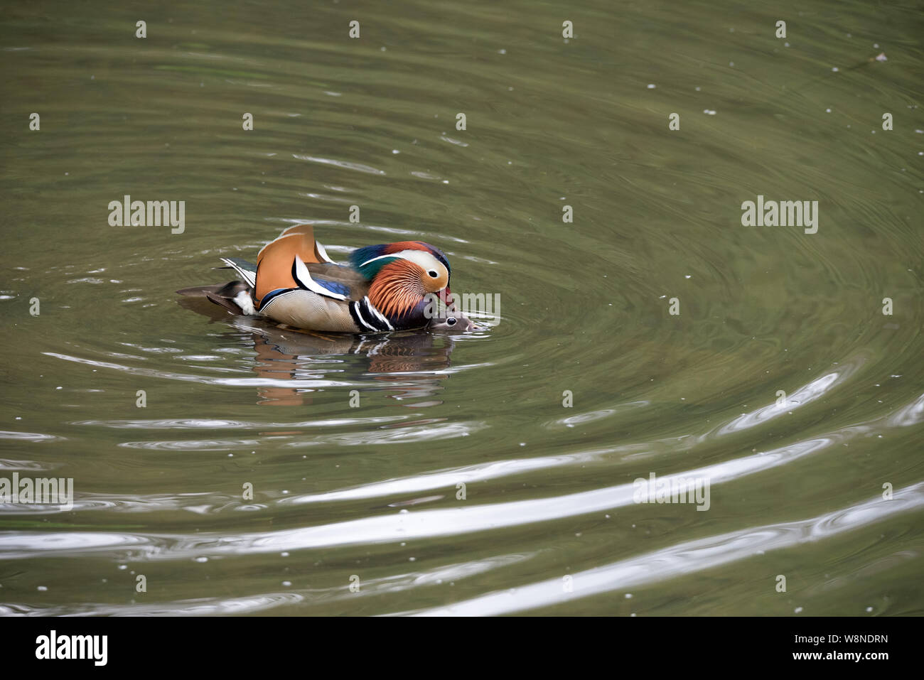 Mandarin Enten (AIX) Galirculata Paaren auf Wald Teich, Yorkshire, Vereinigtes Königreich Stockfoto