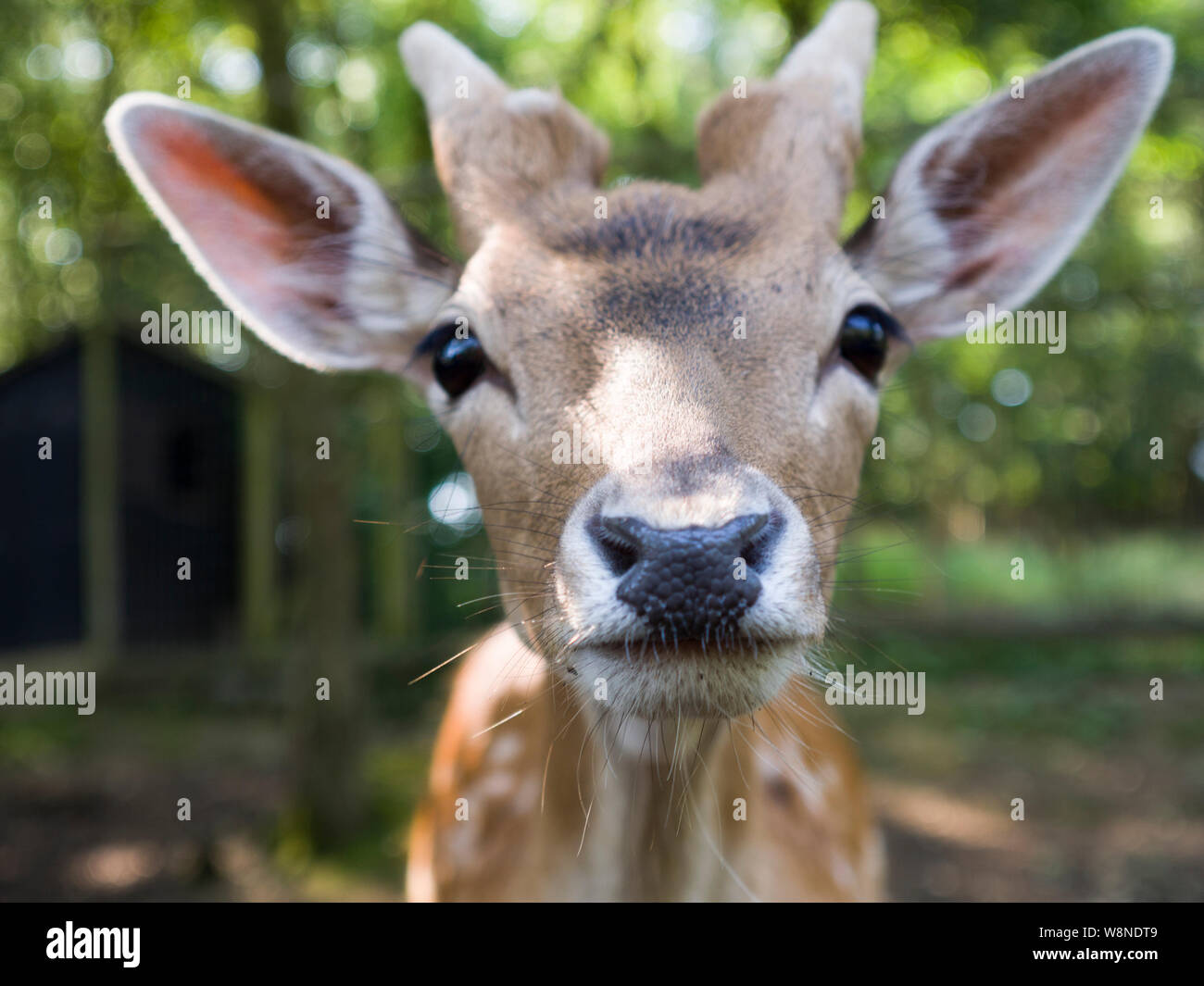 Nahaufnahme eines Damwild, Dama Dama. Stockfoto
