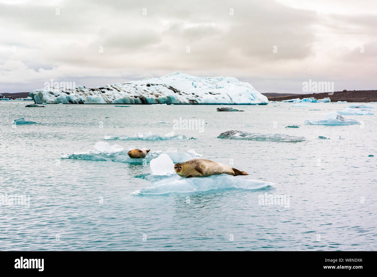 Eine Dichtung entspannen auf einer schwimmenden Eisberg auf dem Gletschersee Jökulsárlón Gletschersee in Island Stockfoto