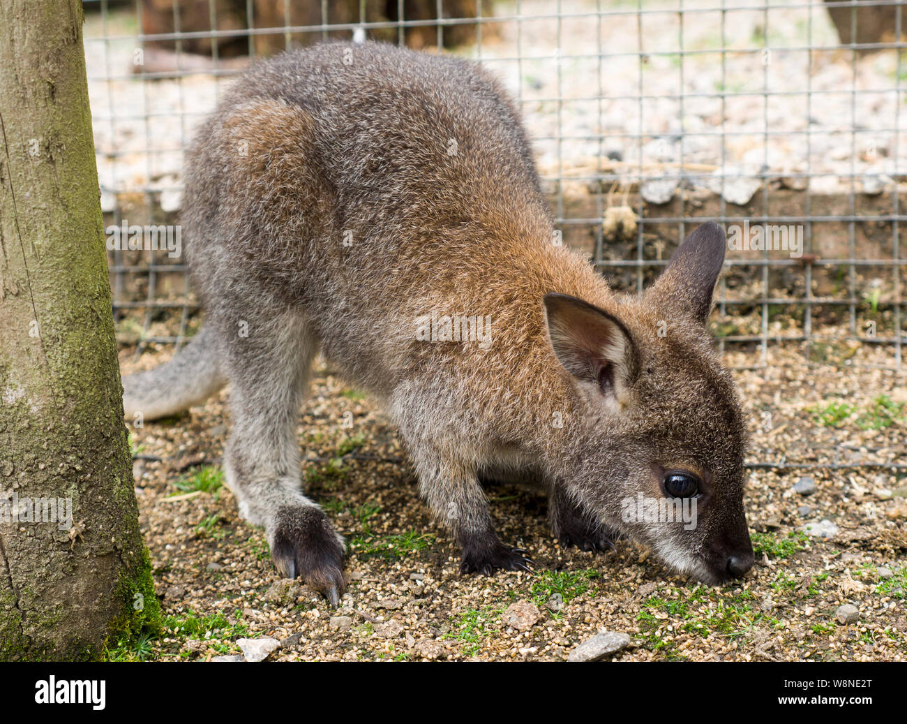 Baby wallaby am Tamar Otter & Wildlife Center,Petherwin, Nr. Launceston, Cornwall, Großbritannien Stockfoto