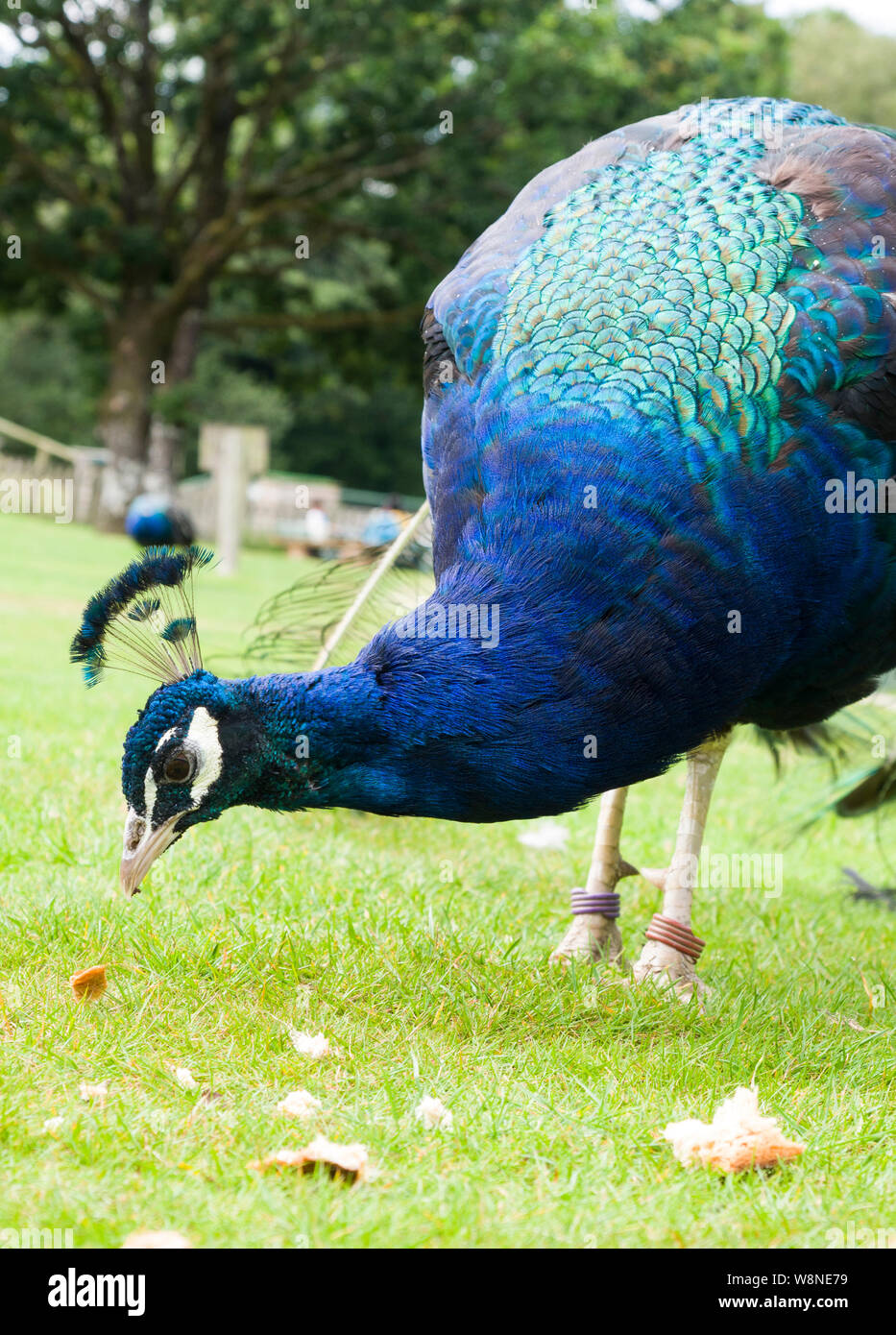 Die indischen Pfauen oder Blauer Pfau (Pavo cristatus) essen Brot am Tamar Otter & Wildlife Center,Petherwin, Nr. Launceston, Cornwall, Großbritannien Stockfoto