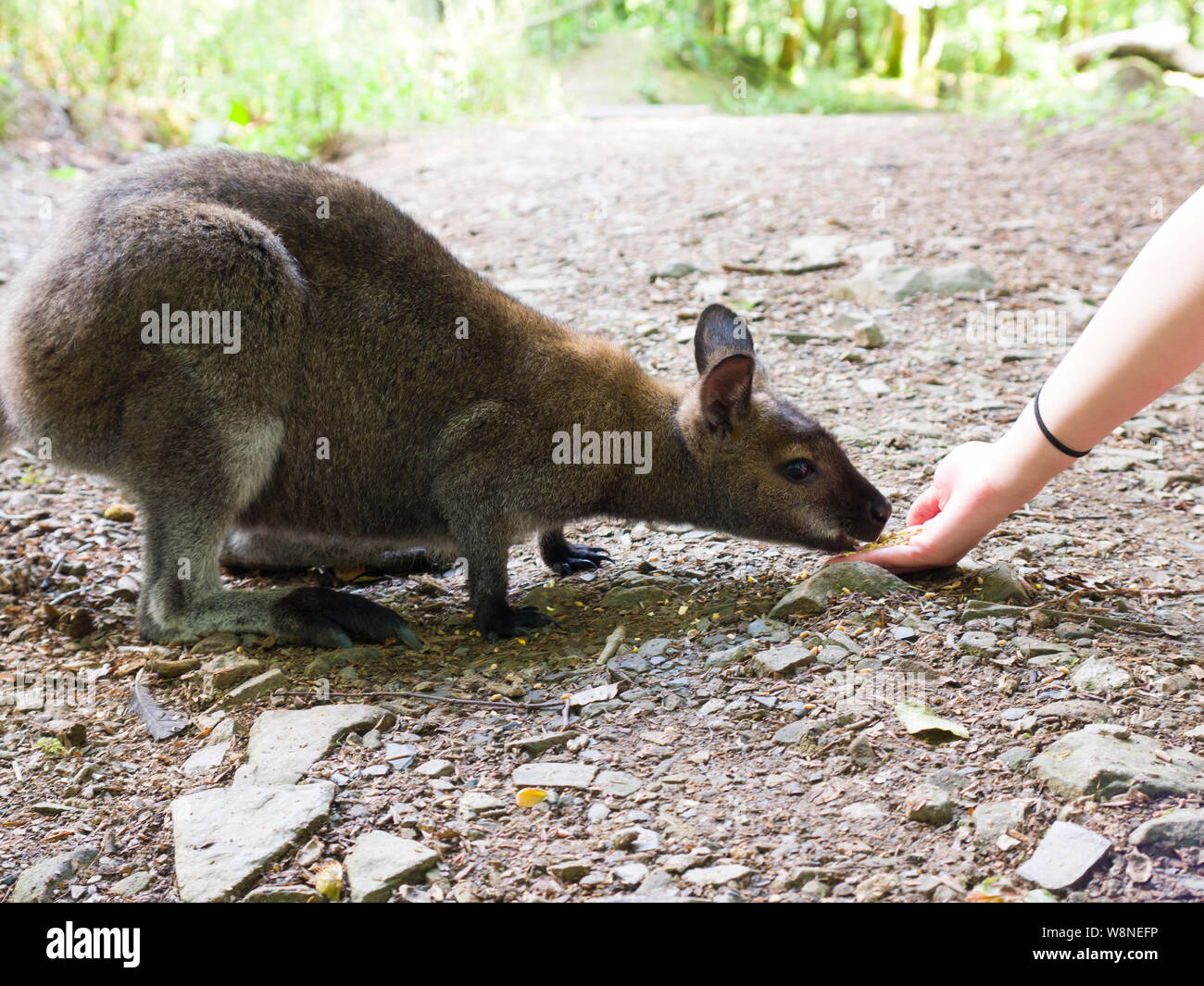 Hand Fütterung ein Wallaby am Tamar Otter & Wildlife Center,Petherwin, Nr. Launceston, Cornwall, Großbritannien Stockfoto