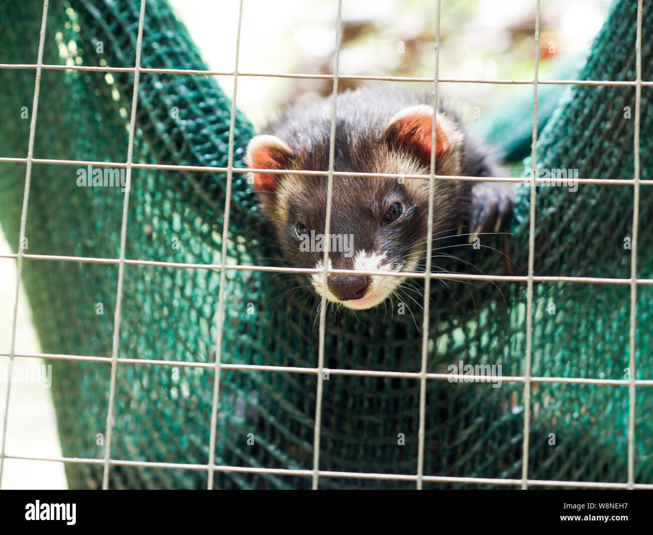 Europäischer Iltis (Mustela Putorius) Stockfoto