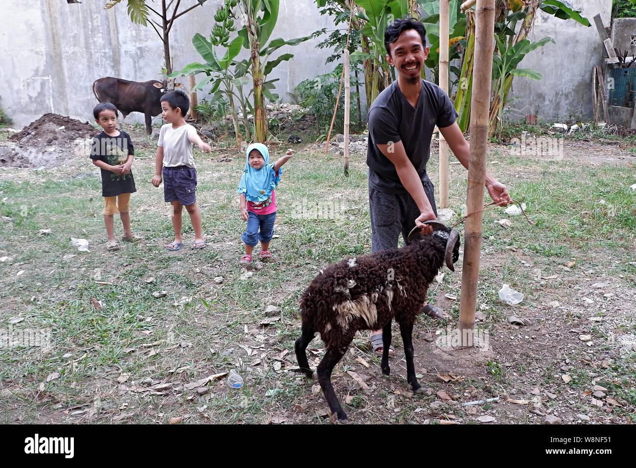 Ein Mann versucht im Eid al Adha-Tag ein Opferschafe an einen Pfosten zu binden. EID al Adha ist ein islamischer traditioneller Tag, an dem den Armen Fleisch verabreicht wird. Stockfoto